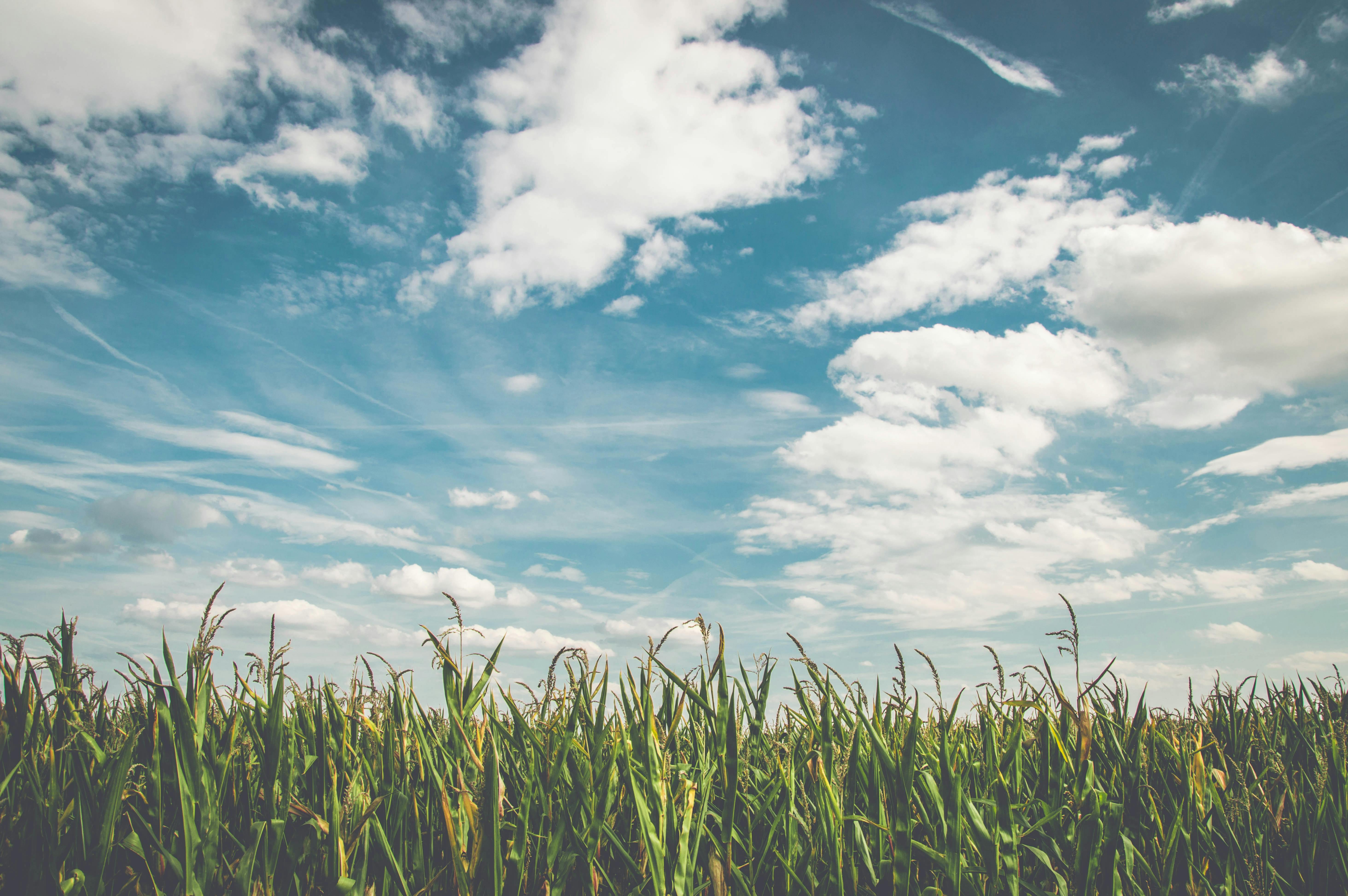Grassy field in a rural area